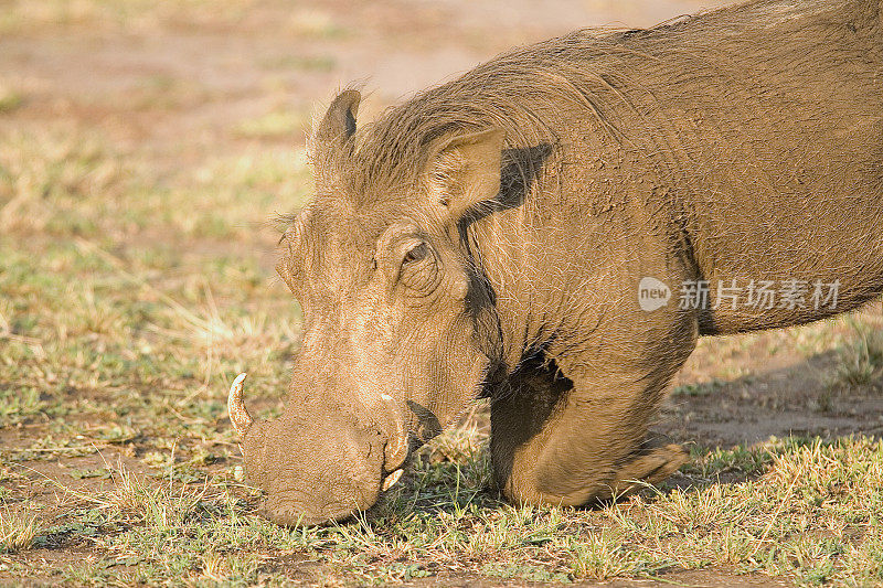 Warthog kneeling